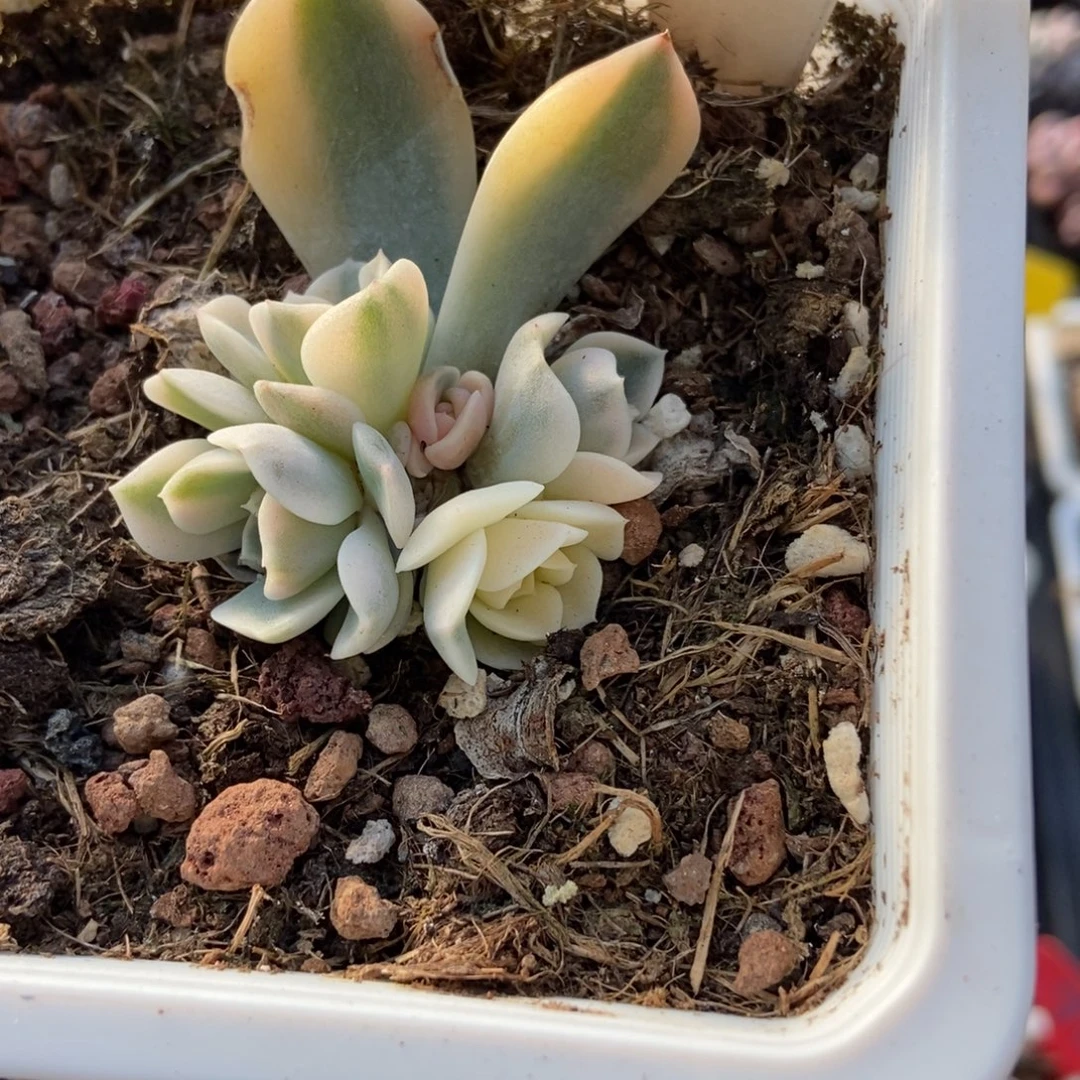 920汉堡锦多肉植物
