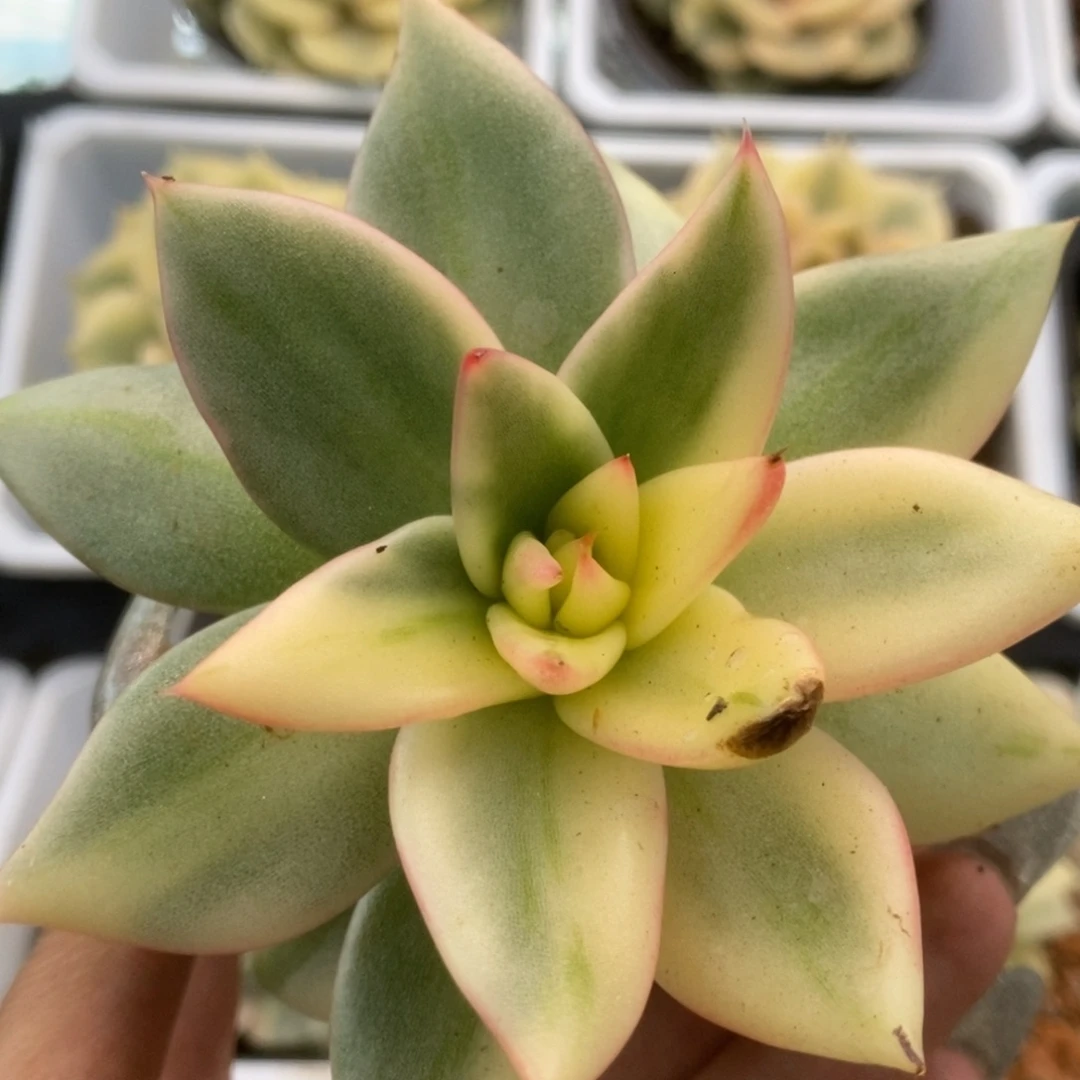 186东云杂锦锦锦锦锦锦