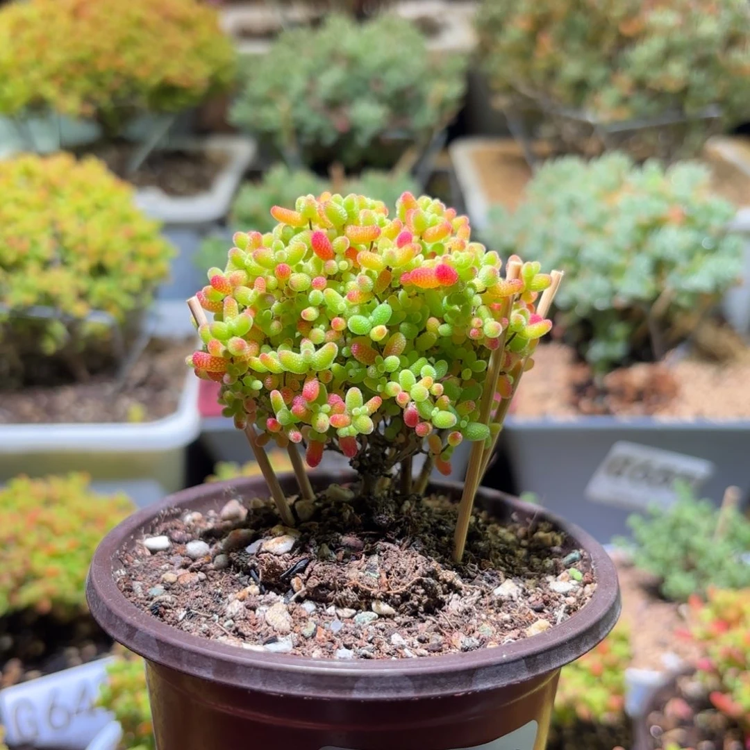 枝干番杏密橘糖球G712