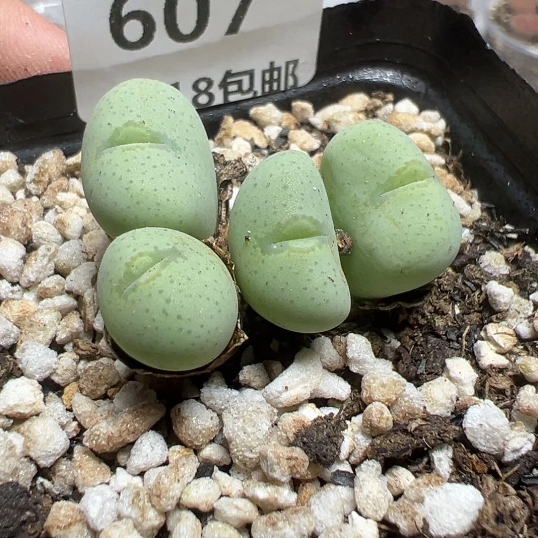 【闪购商品】 607。