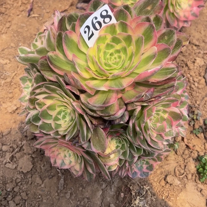 海王多肉植物268