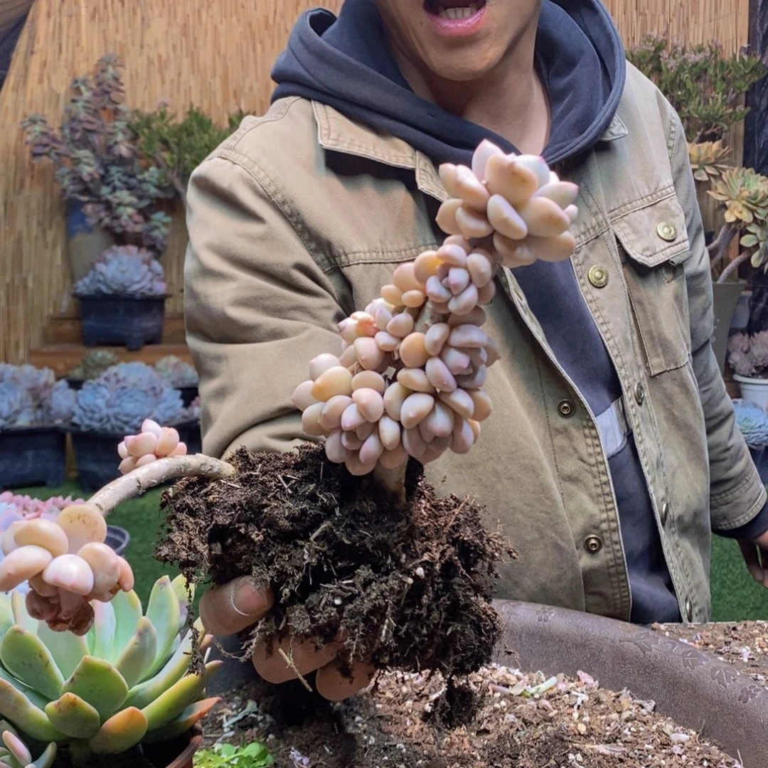 y****?D166号白鹭老桩