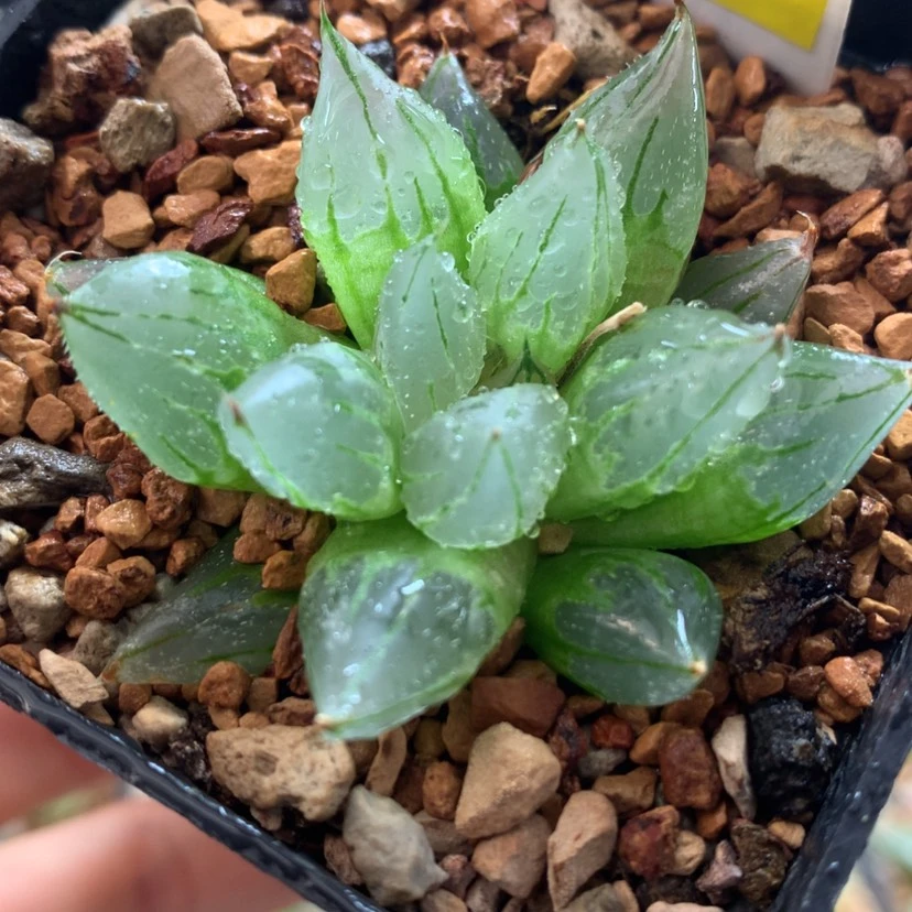 【闪购商品】30西亚基