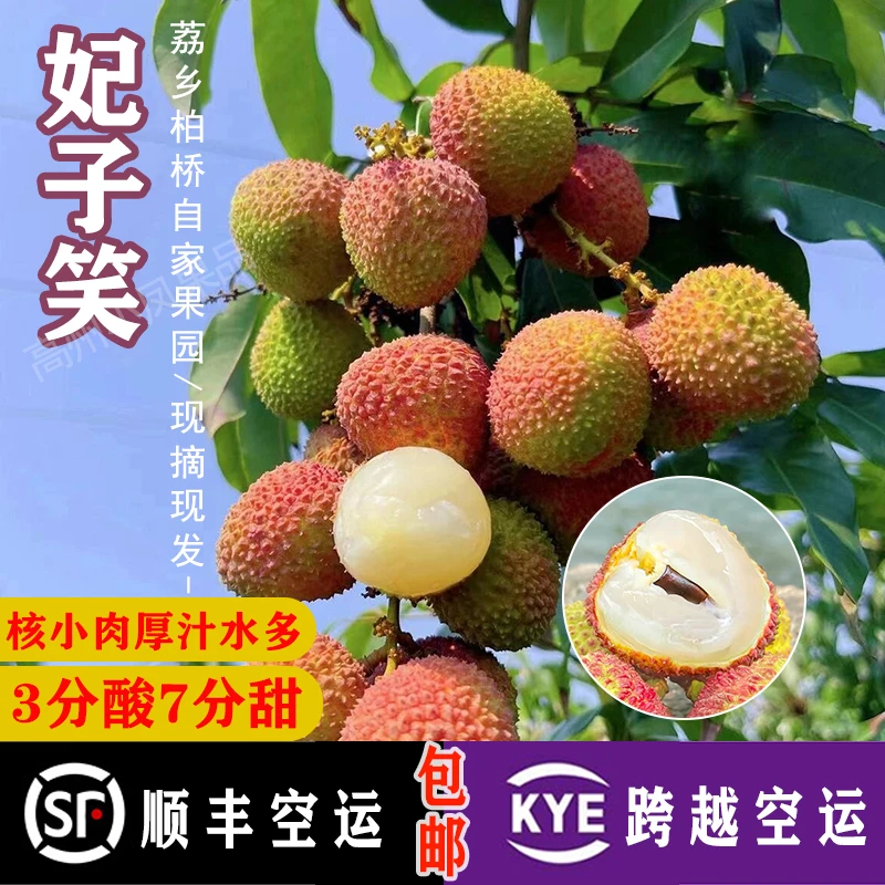 小凤家妃子笑荔枝新鲜时令精品高端应季送礼水果5斤现摘高州荔枝