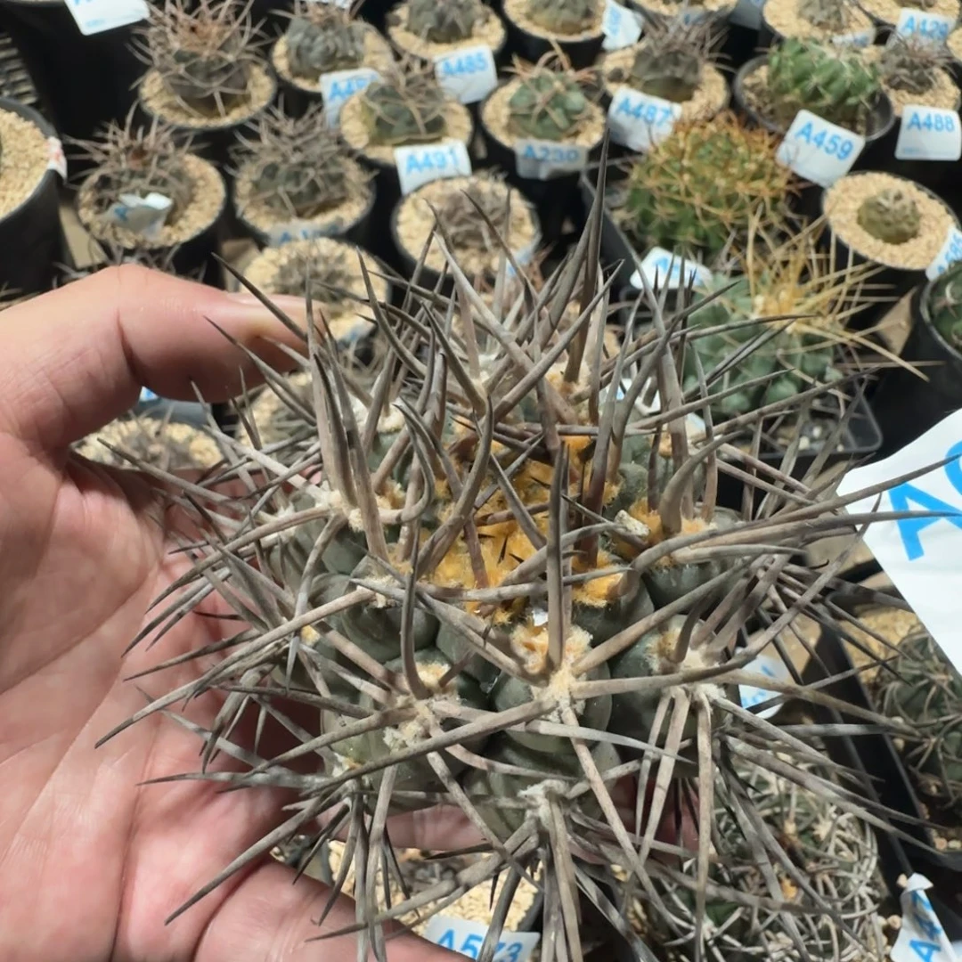 摩天龙 自根仙人球609