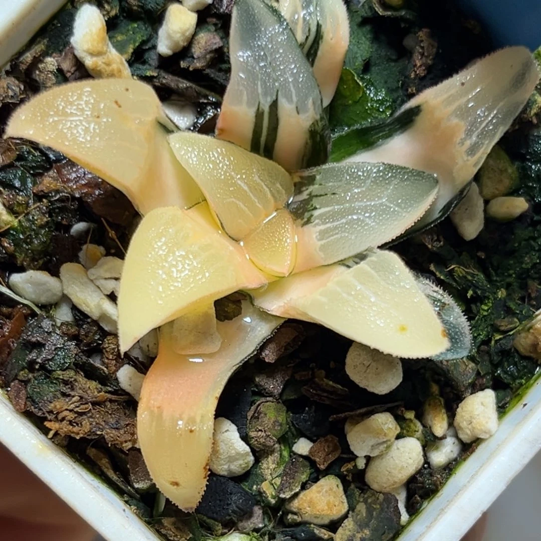 恭喜发财大吉大利956