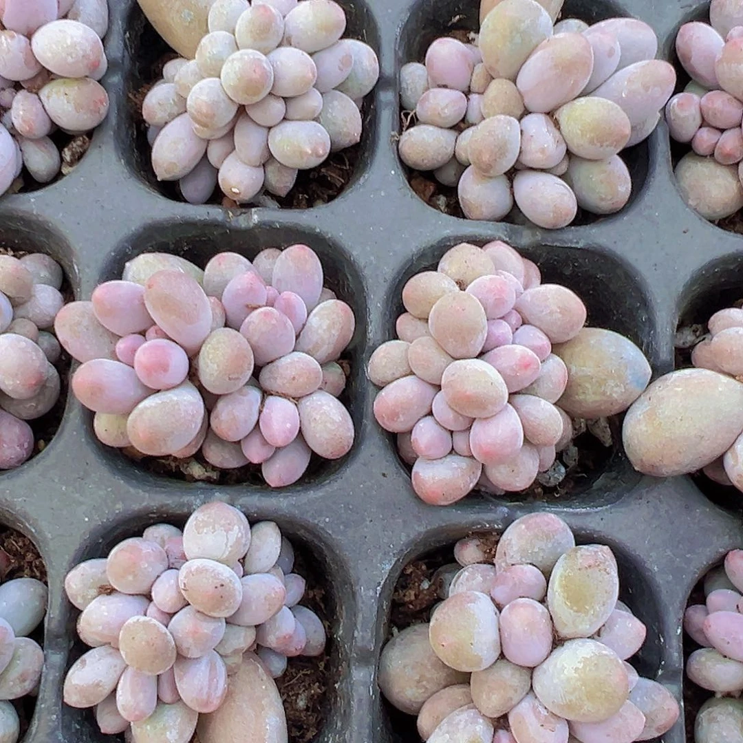 汤圆群苗3颗19包油多肉