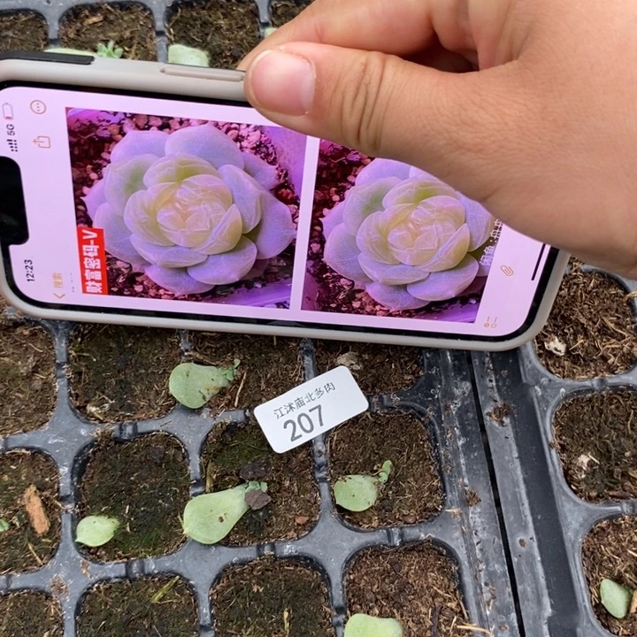 财富v芽苗一个多肉