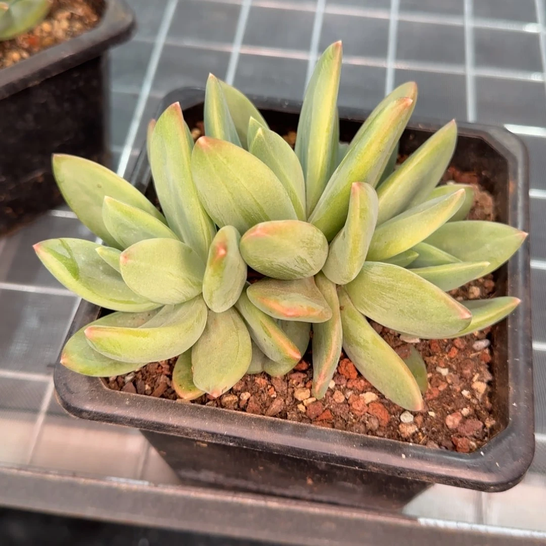 从前慢花园精选多肉海洋之歌