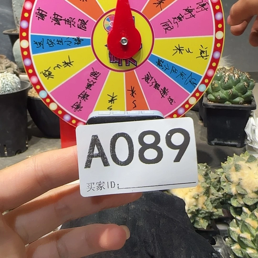 s****实生仙人球特价一颗