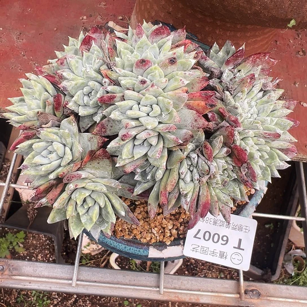 6007法瑞白雪缀化