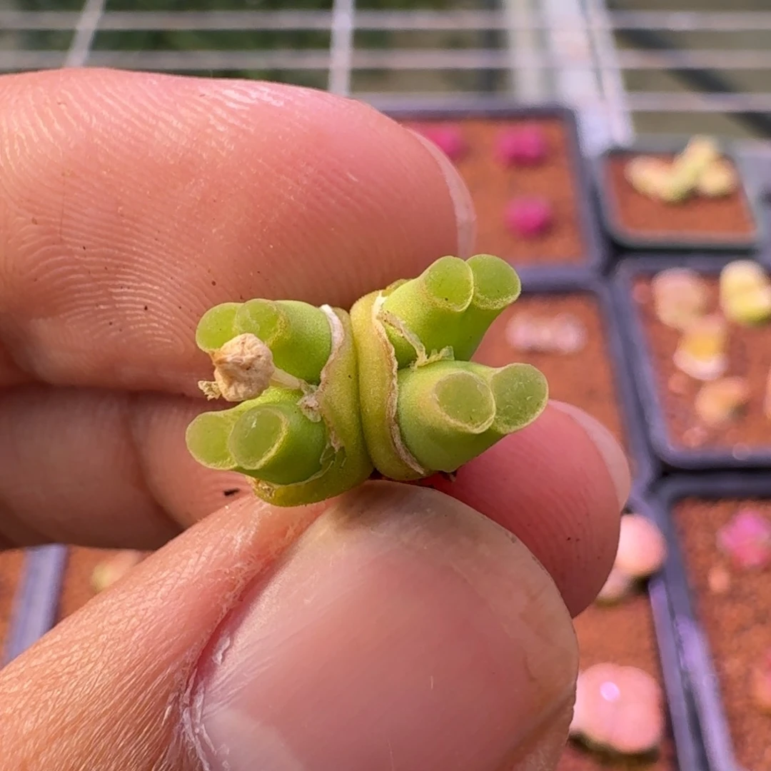 云缦精品番杏14.34粉荧光佛肚