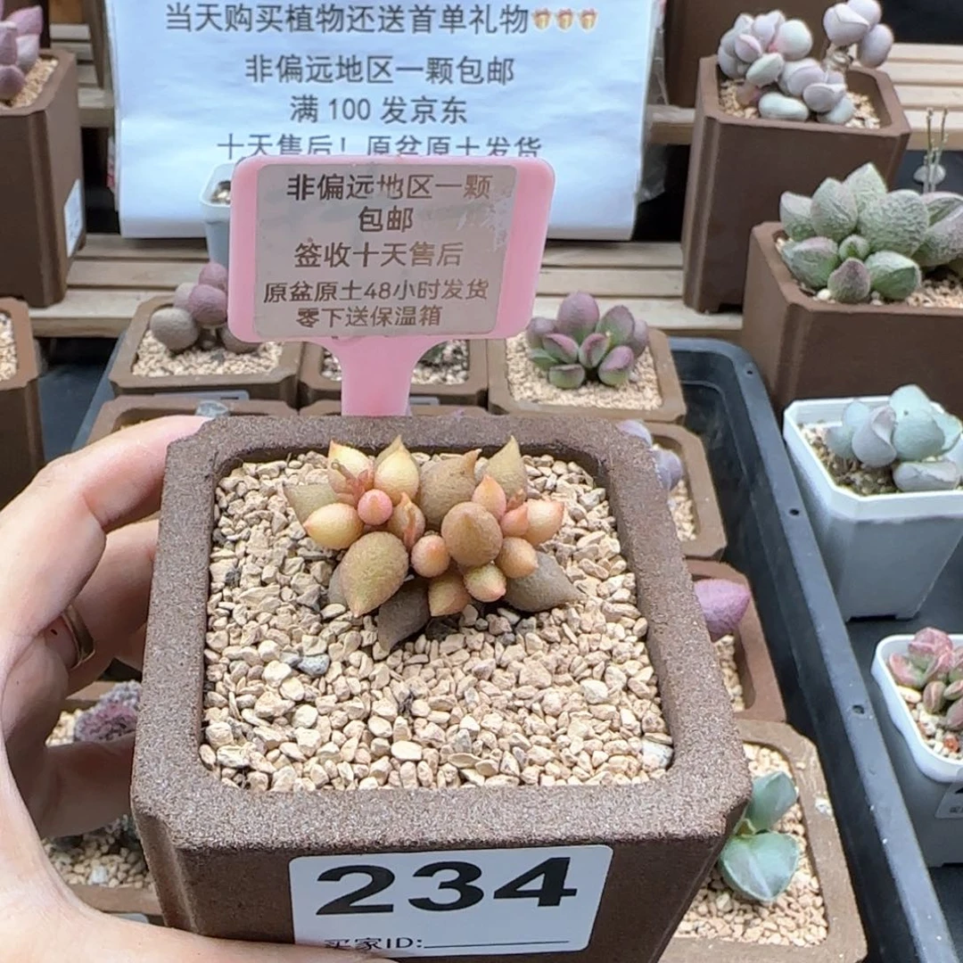 234小辣椒多肉植物