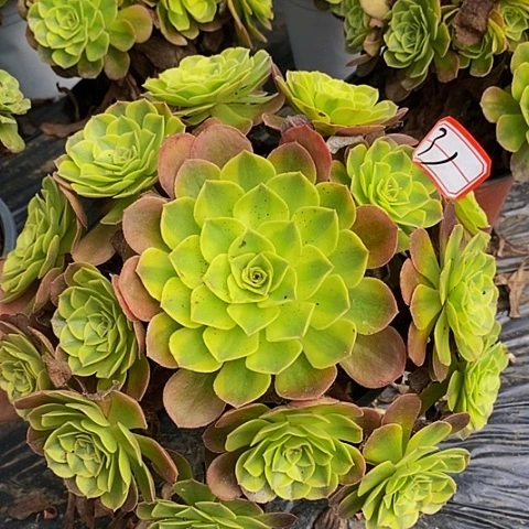 雨荷老桩捧花法师31
