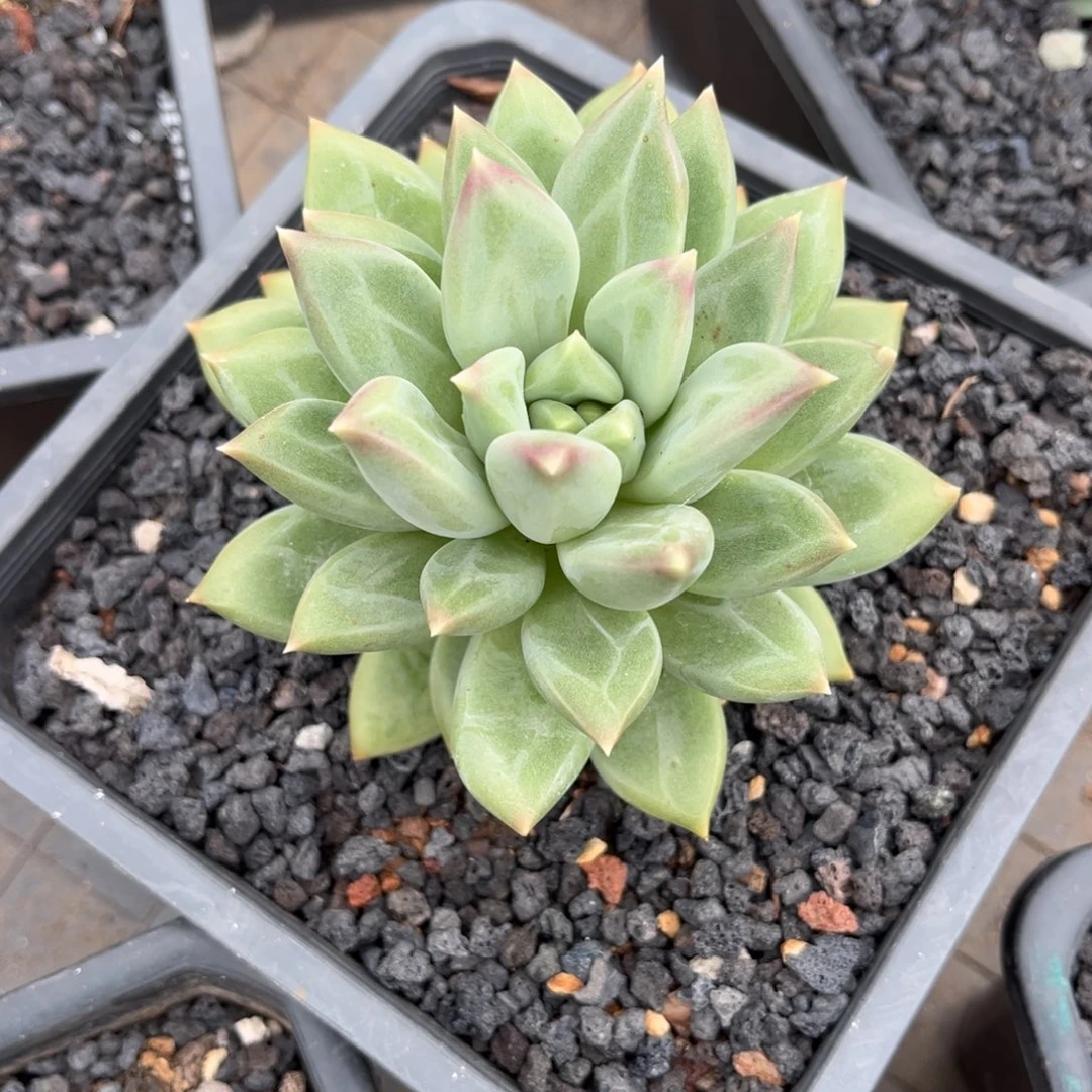 多肉植物郁金香多肉
