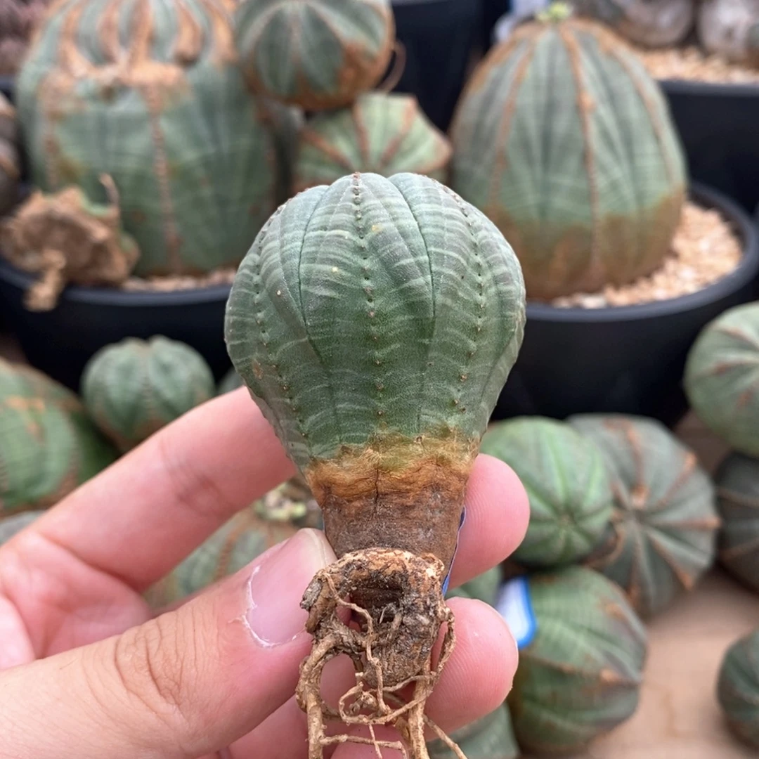35 欧系实生布纹球多肉植物