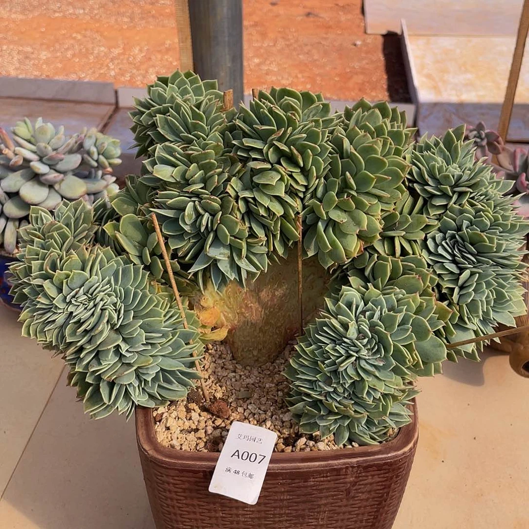 三色锦缀化007多肉多肉