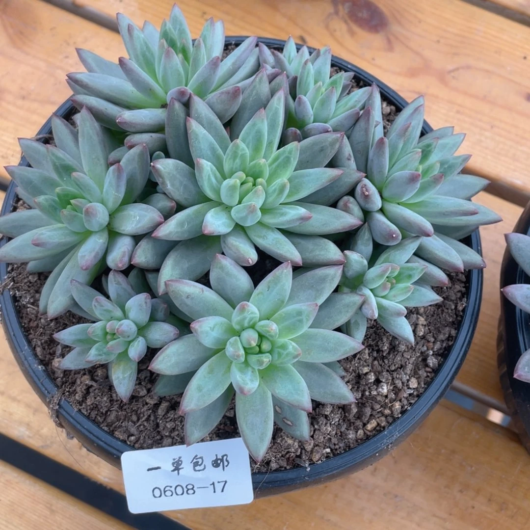 0608-17-虞美人。。。。。。。