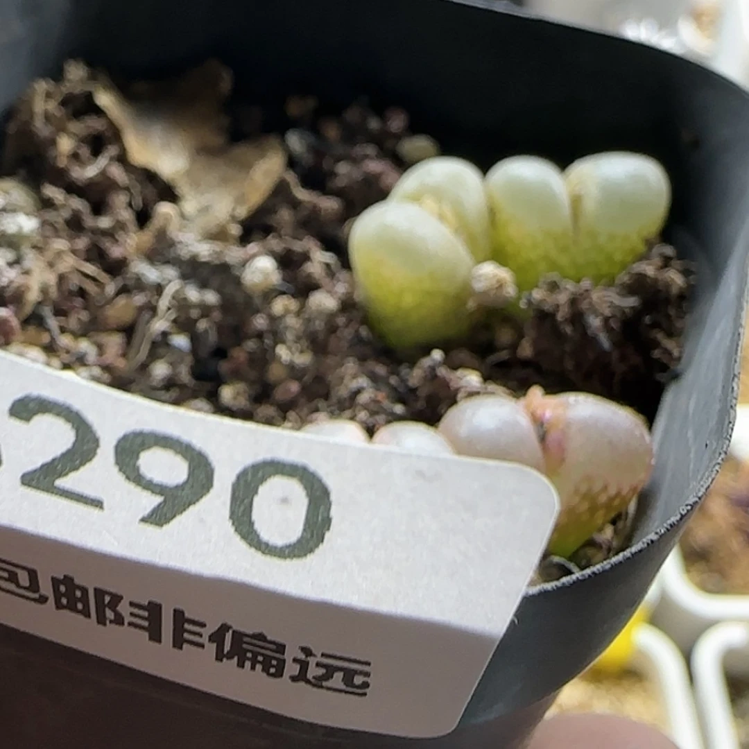 【闪购商品】二**R18290