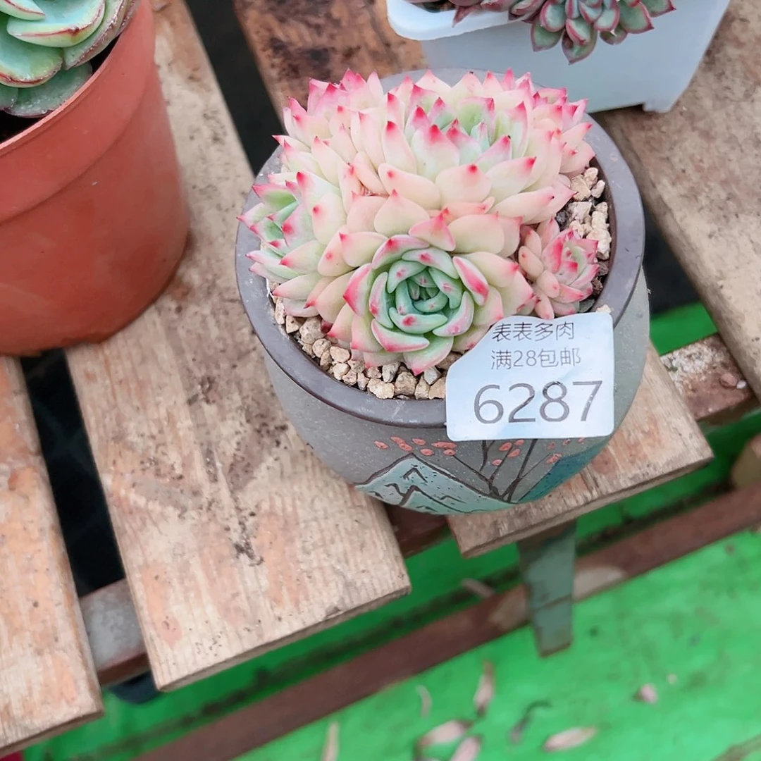 无花朵晴***雨多肉一物一拍6287