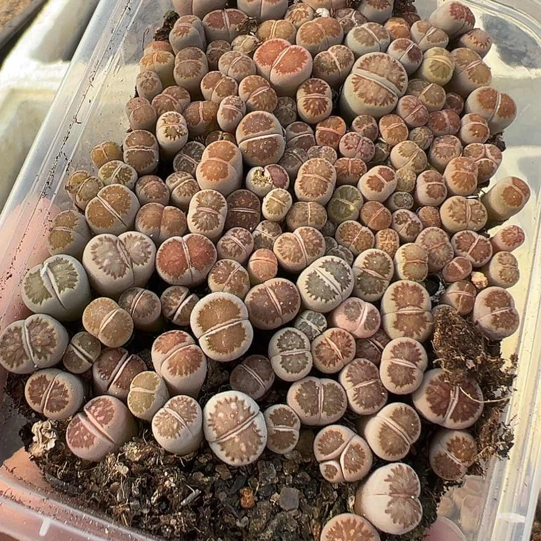 621尺寸小数量多颜值高