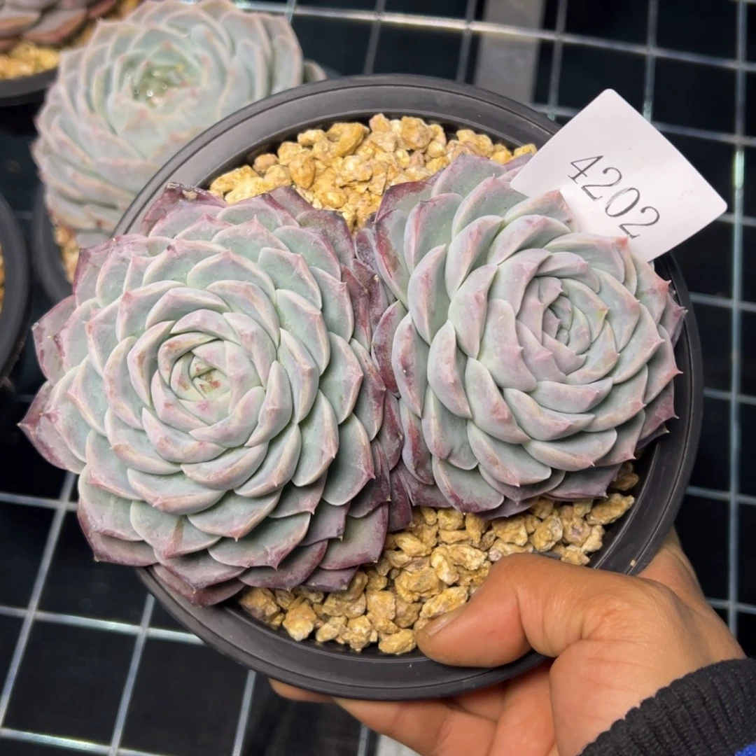 h****24202多肉多多多多多