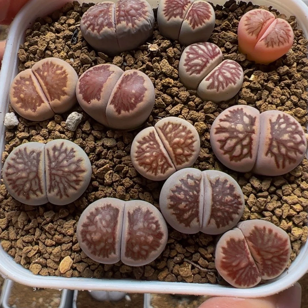 菊组合多肉植物百科3