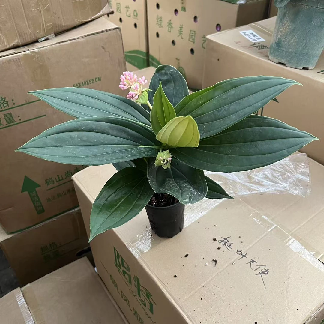 粉珍珠宝莲灯带苞盆栽