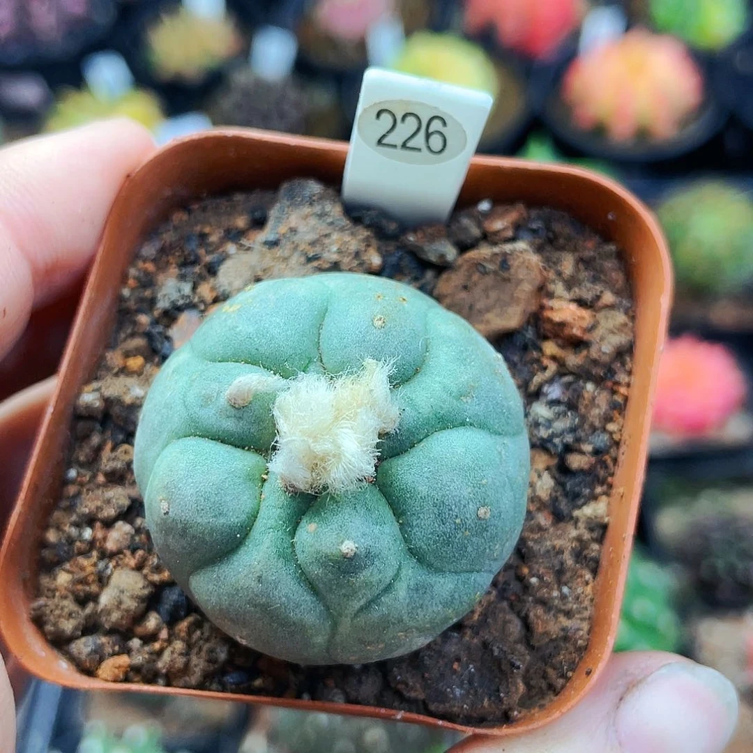 非偏远地区满25包邮裸根