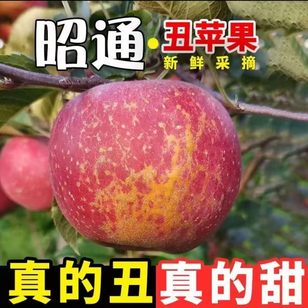 【昭通苹果】云南丑苹果新鲜现摘脆甜多汁早期微糖心孕妇吃营养丰富