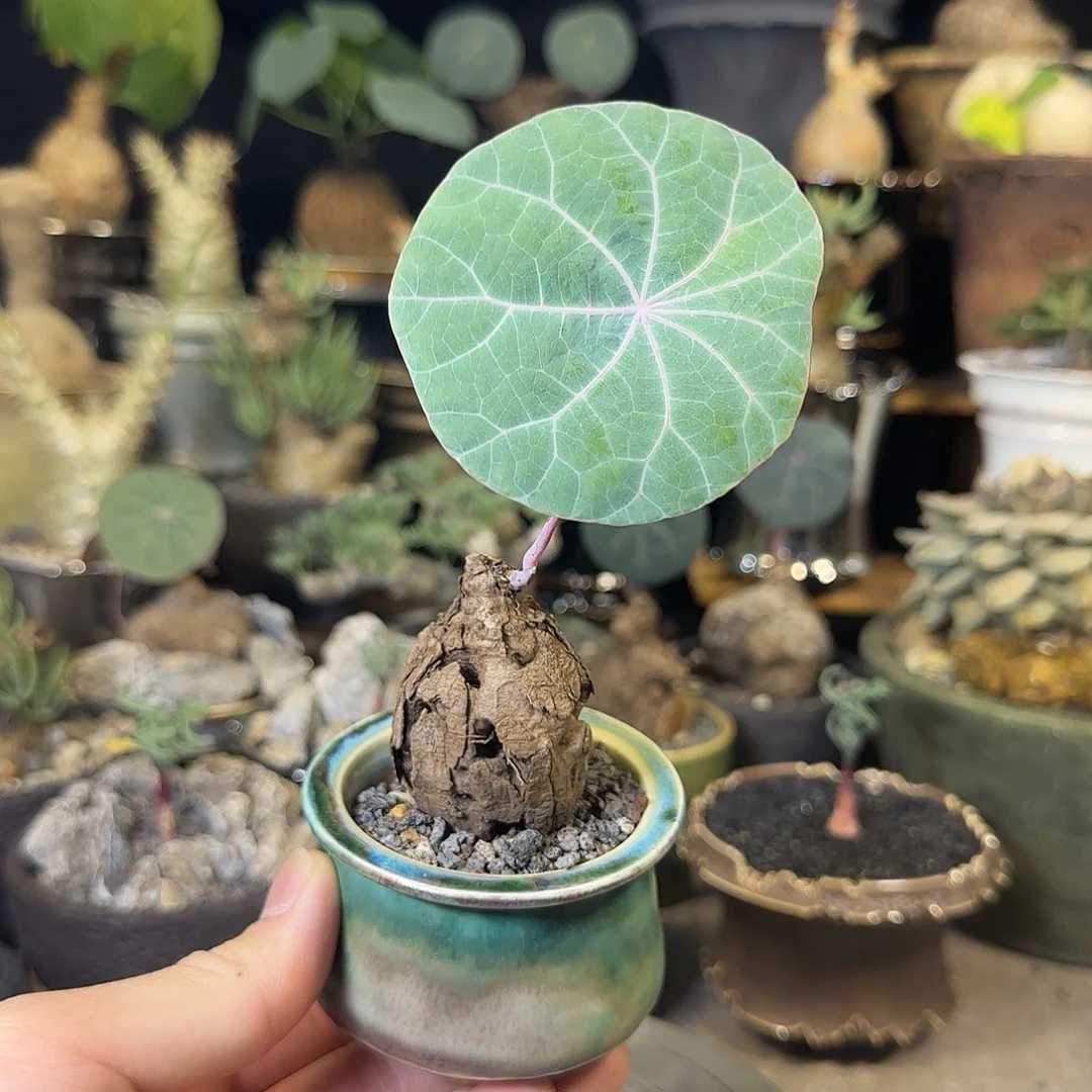 一物一拍老家一叶龟220