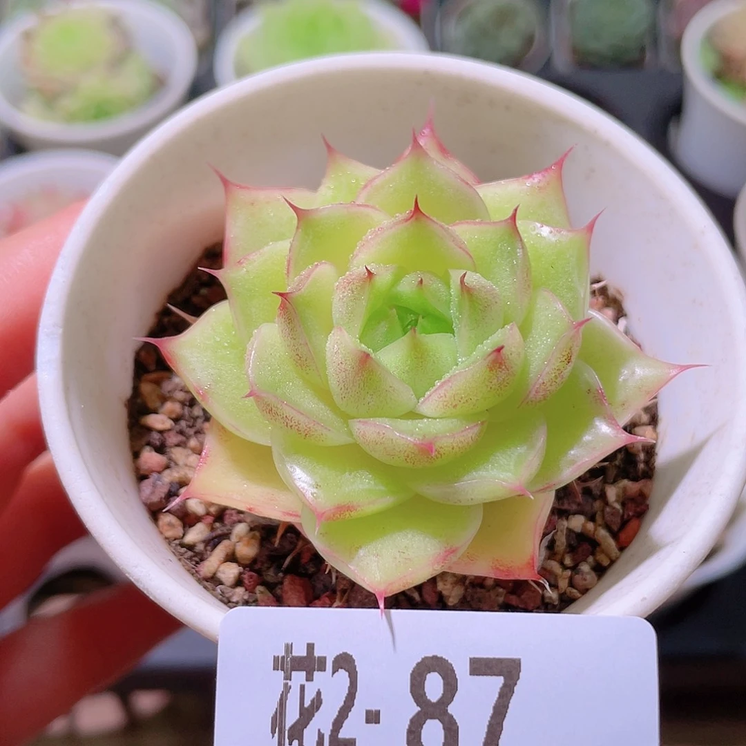 花利美2-87麦秆单头