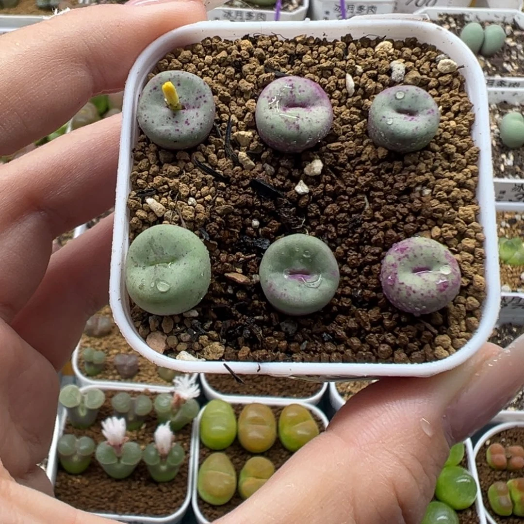 339红嘴427裸根发货