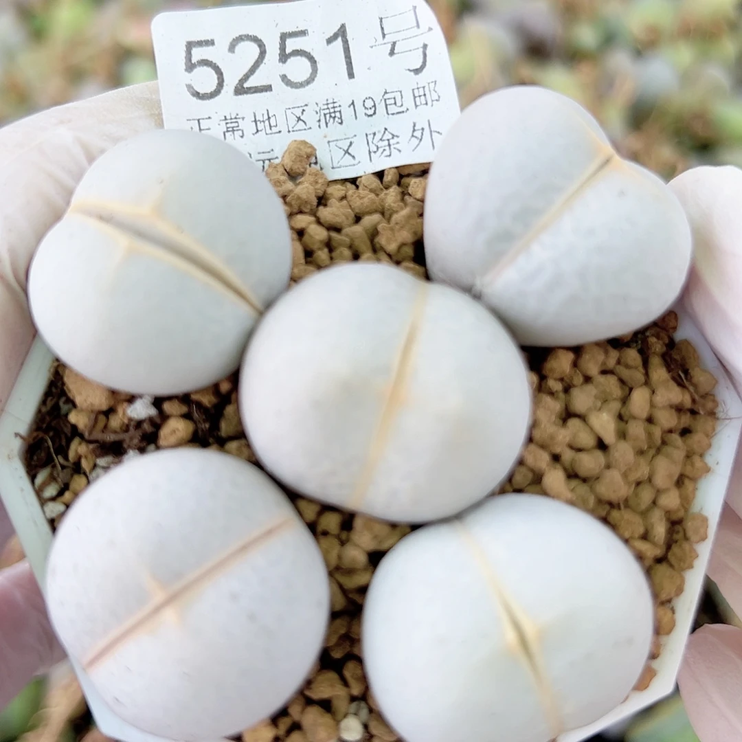 5251 好养易活生石花大母本
