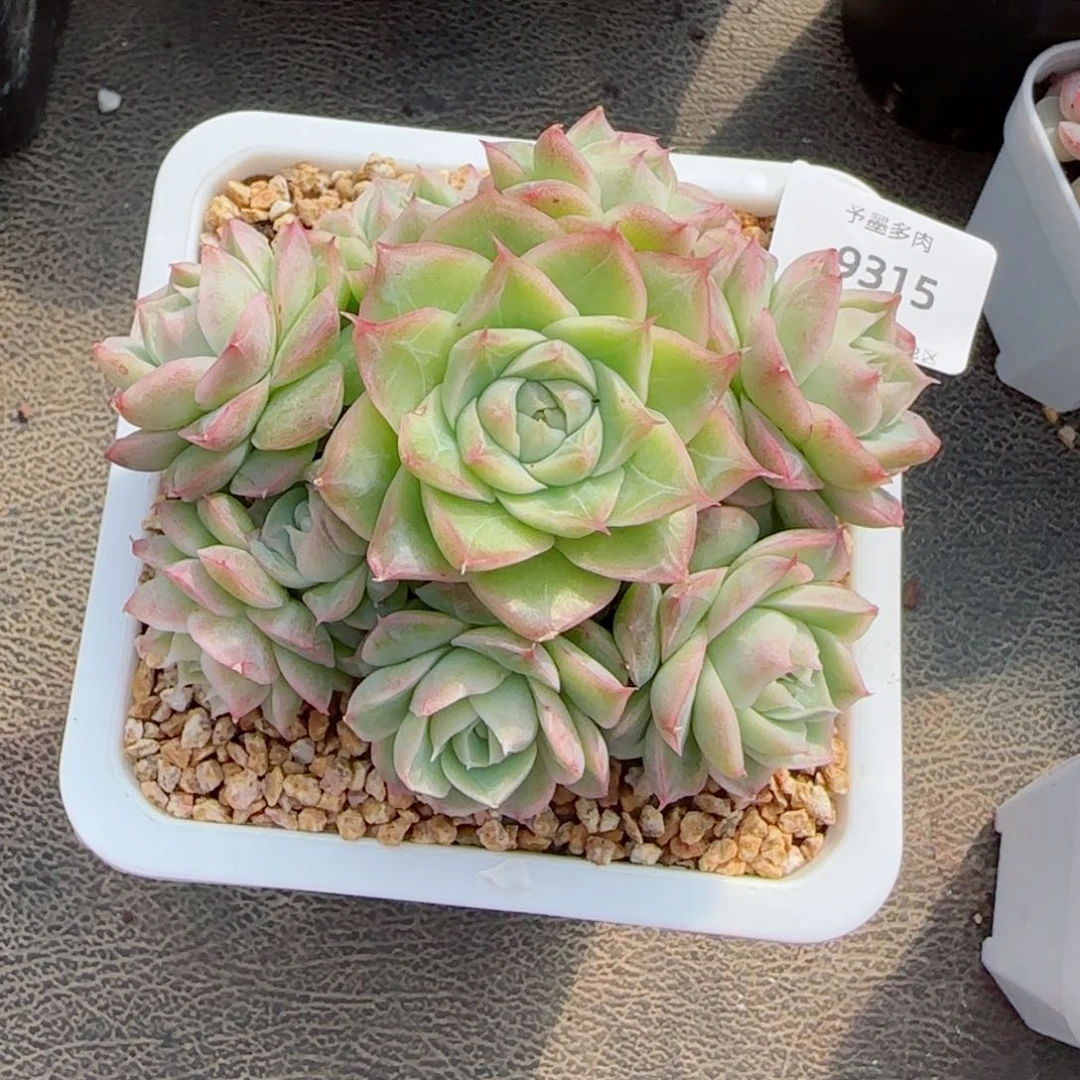 潘多拉，9315多肉植物
