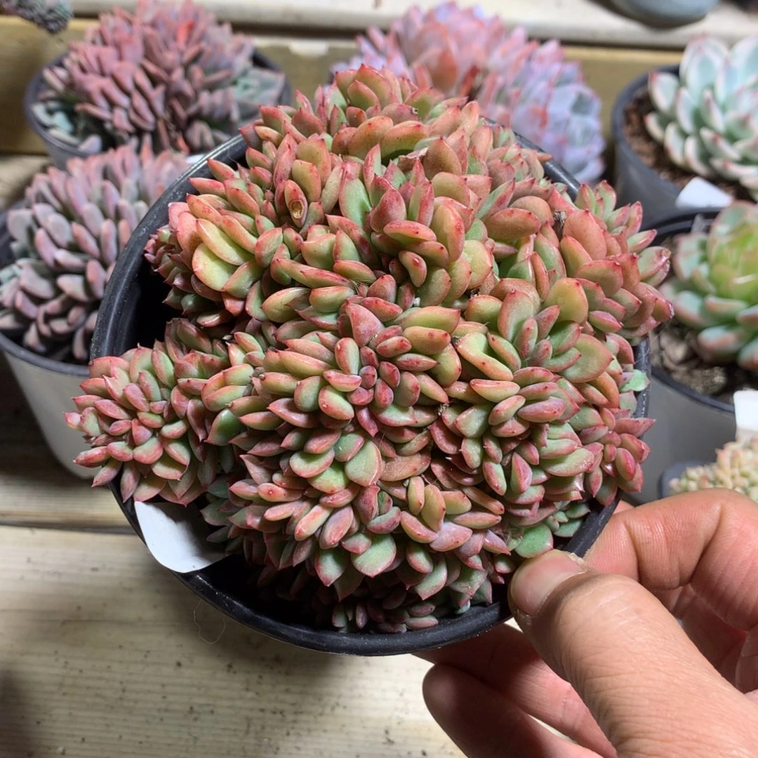 6295芬迪缀化多肉一颗13厘米