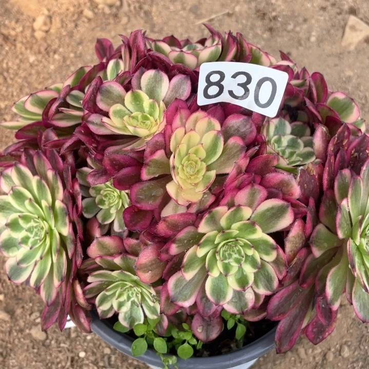 小***店830多肉植物维纳斯