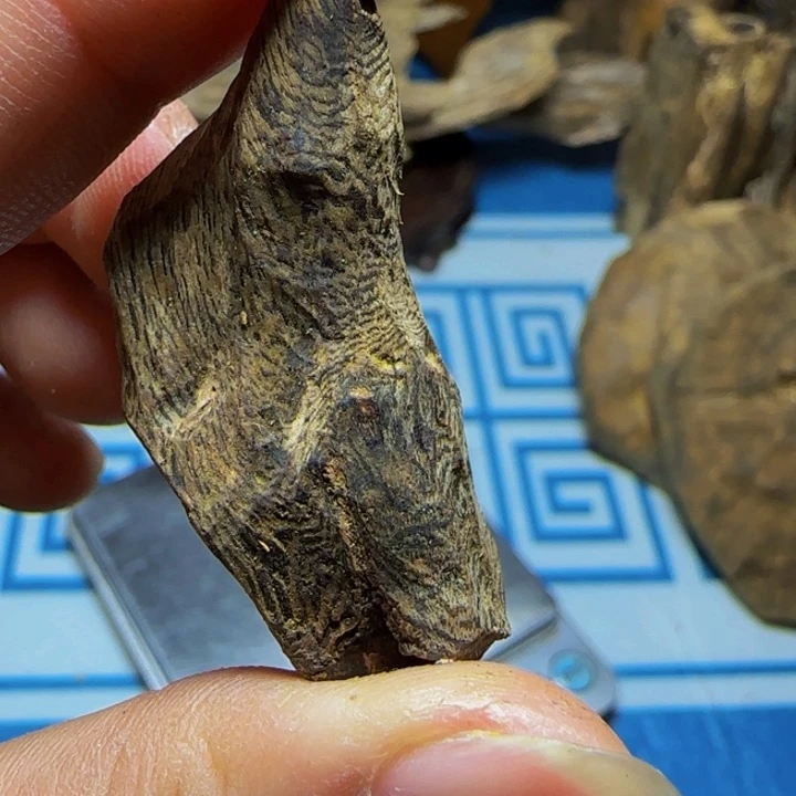 木质母树绿奇大树丁6克