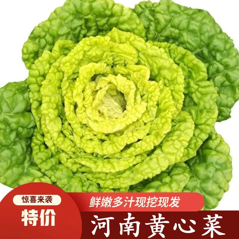 新鲜黄心黄心乌塌菜火锅菊花卷芯菜宝塔菜黄窝窝新鲜青菜批发商用