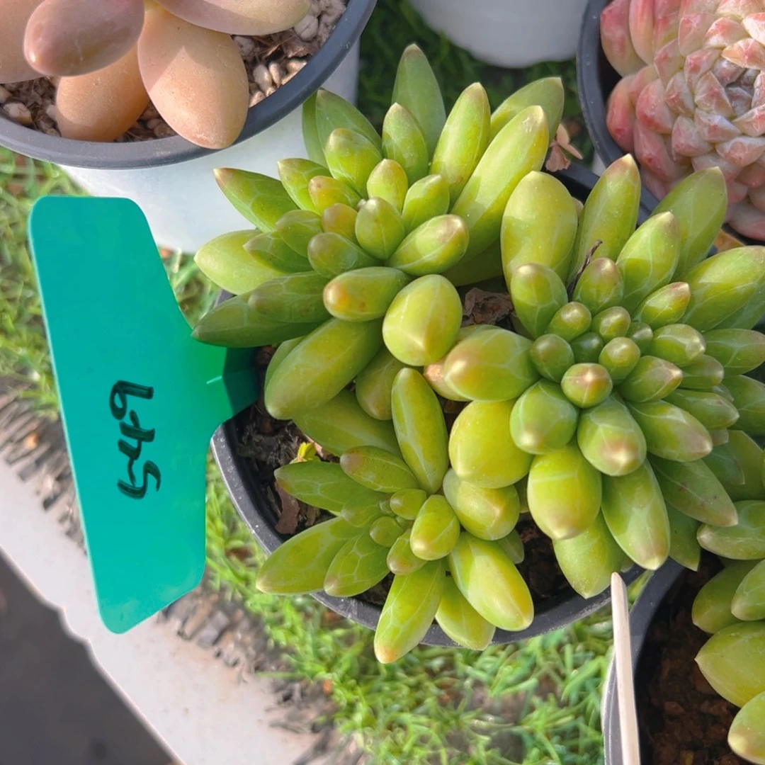 福利来啦打榜啦打榜啦打