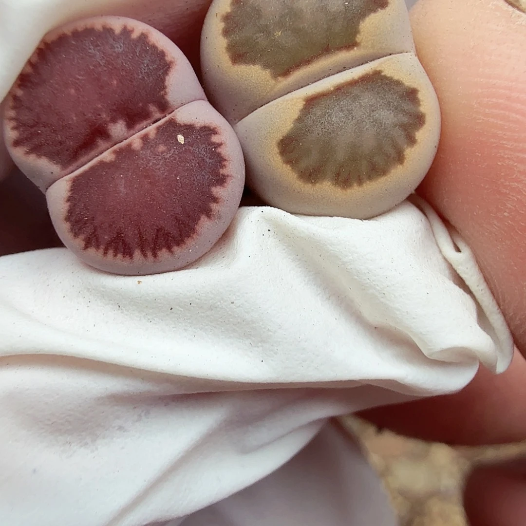 是你给她讲嘛不嘛463