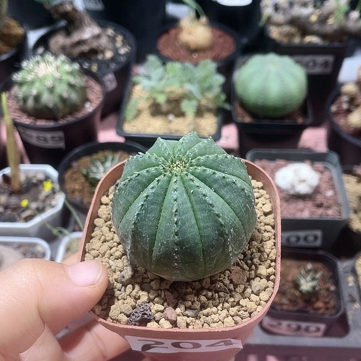 204实生泰系布纹球