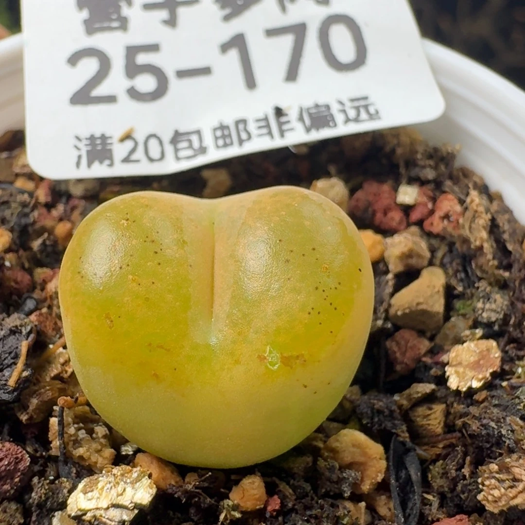 带盆土。