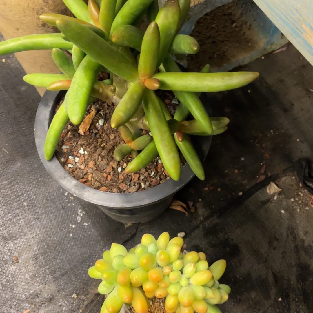 双十一弥鹿之森一物一拍