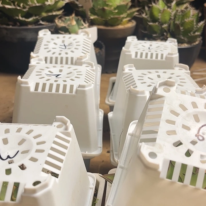 努***.龙舌兰仁王冠实生