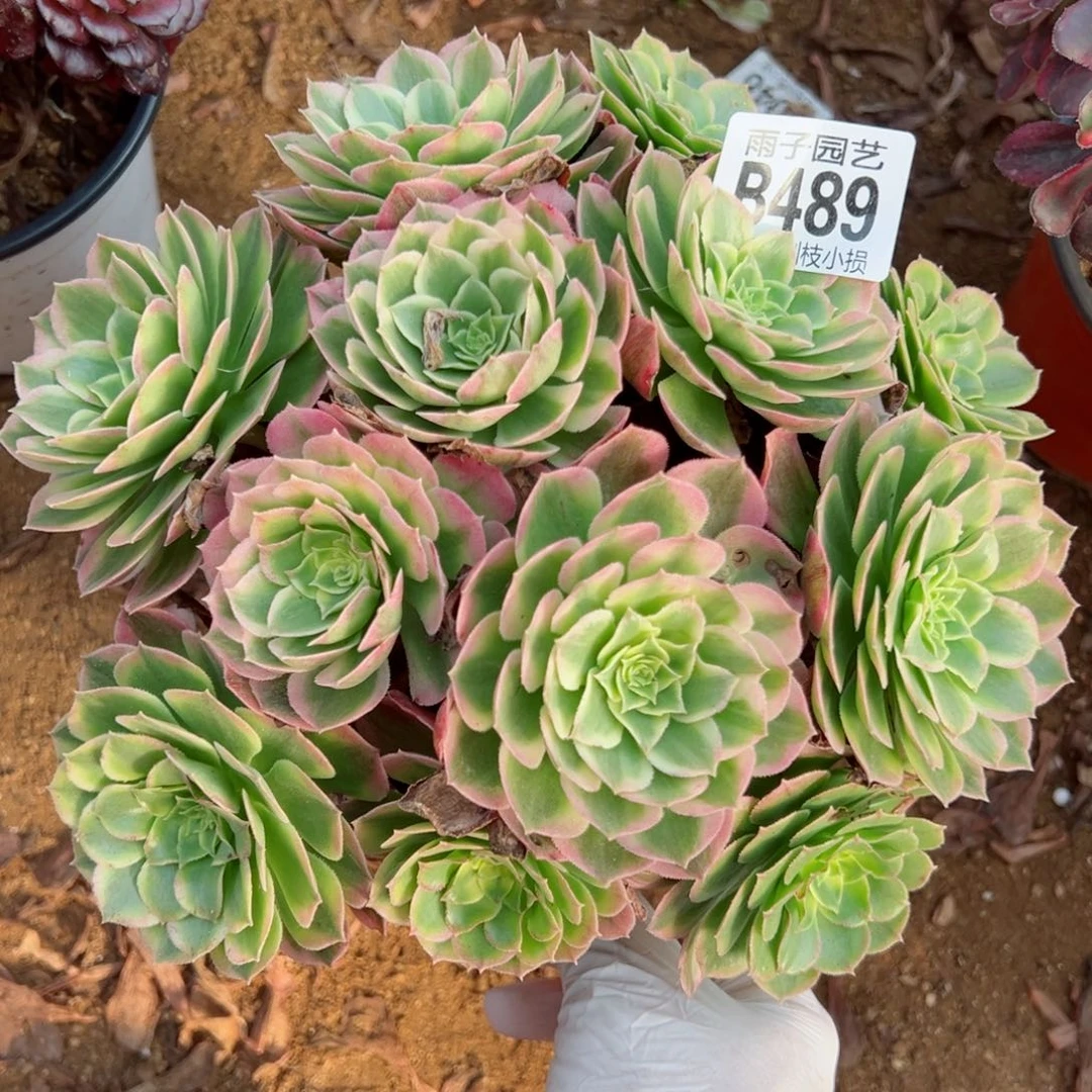 489海王尺寸20左右