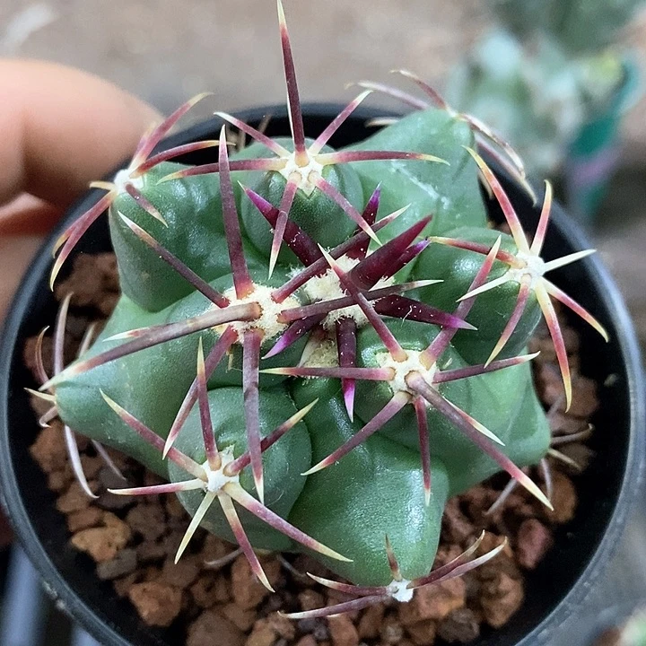 孤品实生优选深红色强中刺大红鹰福利5.2cm