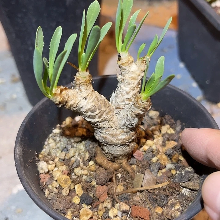 无花朵实生刨花厚敦菊