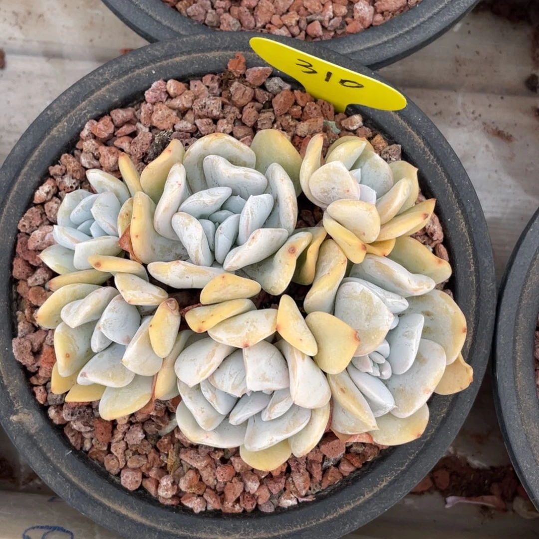 雪特群生无砍310