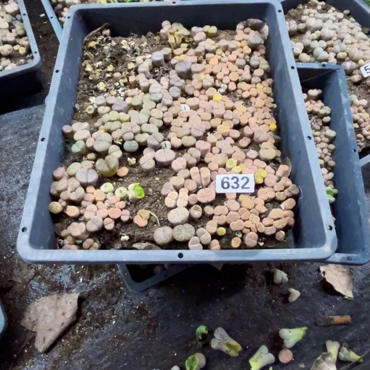 哈*猪632 生石花一物一图如图